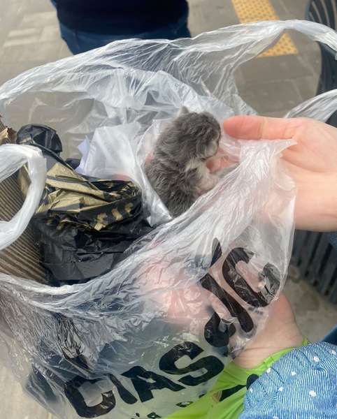 Поклали в пакет і викинули: в Ковелі у смітнику знайшли котенят (фото)