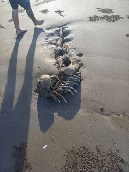 Нагадує руслку: на пляжі в Австралії знайшли дивні рештки (фото)