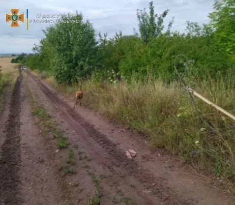На Волині рятувальники витягнули з криниці козулю (фото)
