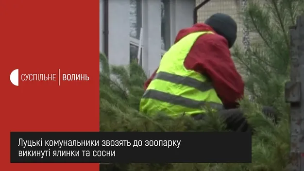 Куди дівають ялинки і сосни, які викидають лучани (відео)