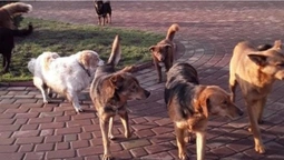 Вуличних собак із Рівненщини звозять до Луцька (відео)