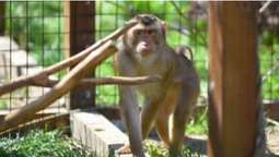 У Луцькому зоопарку макака «пограбувала» жінку (фото)