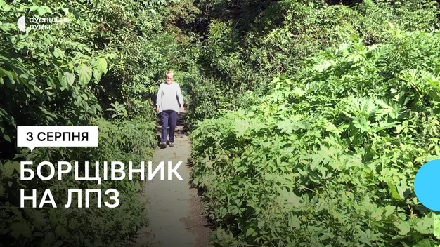 Борщівник у Луцьку: де росте і як з ним боряться (фото, відео)