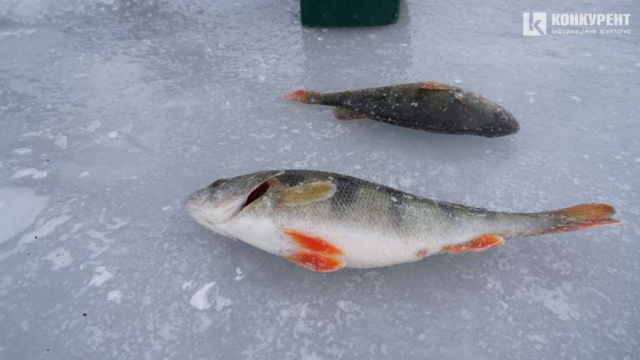 Мовчазні рибалки та мертві окуні: що коїться на Стиру у Луцьку (фото)