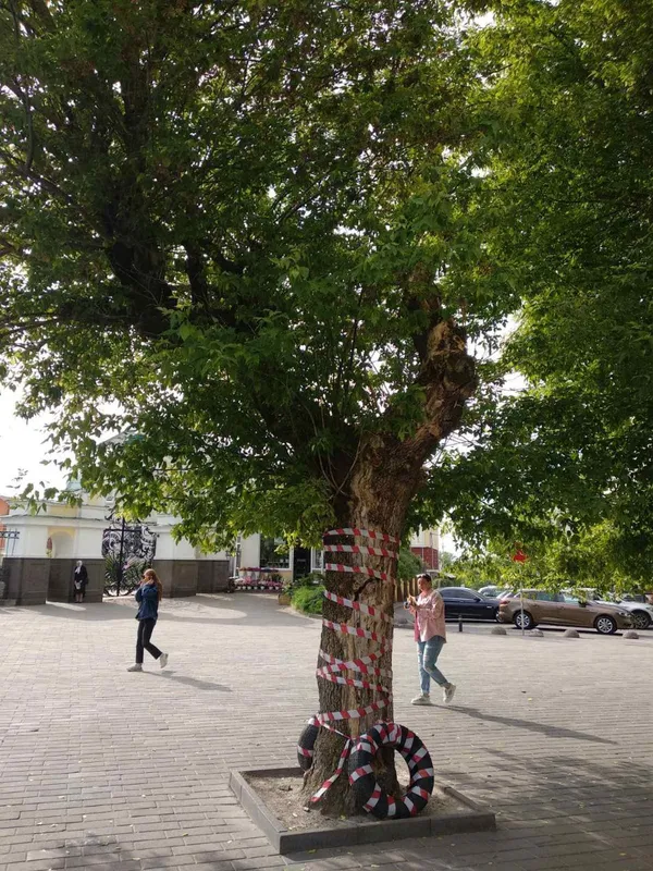 У центрі Луцька видалятимуть аварійне дерево (фото)