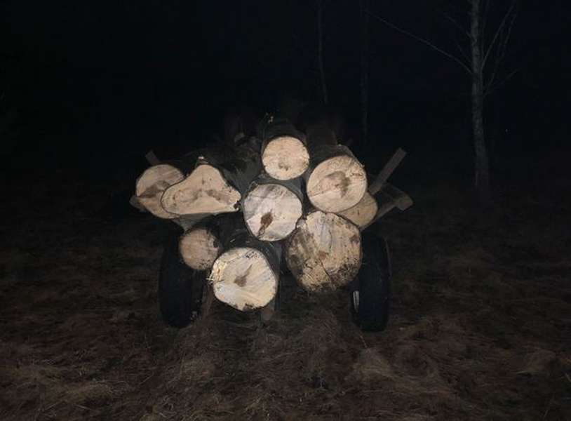 На Волині зловили селянина, який незаконно нарізав повну підводу дерев (фото, відео)