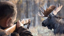 У лісі на Волині знайшли вбитими лося і самця козулі (відео)