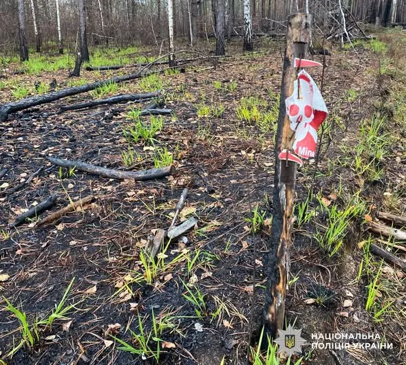 У лісі на Житомирщині два авто підірвалися на мінах: п’ятеро загиблих і троє поранених (фото)