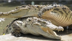 У Китаї з ферми втекли 70 крокодилів – на них почали полювання (відео)