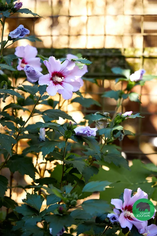 «Така краса, що бракне слів»: квіткове різноманіття Луцького зоопарку (фото)