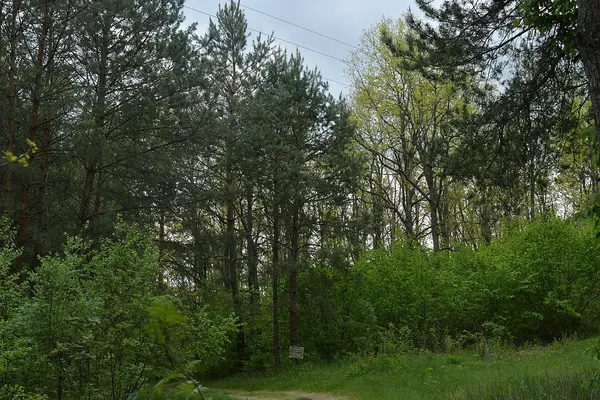 На Волині є «Гора конвалій», де ростуть рідкісні орхідеї (фото)