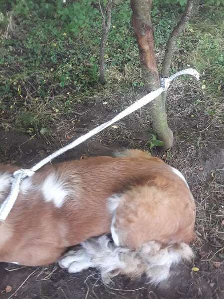У лісі біля Лаврова собаку прив’язали до дерева (фото)