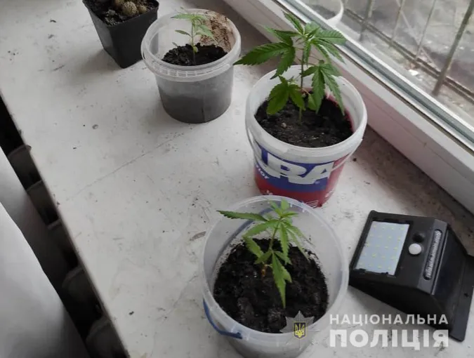 Ковельчанка вирощувала на підвіконні коноплі (фото)