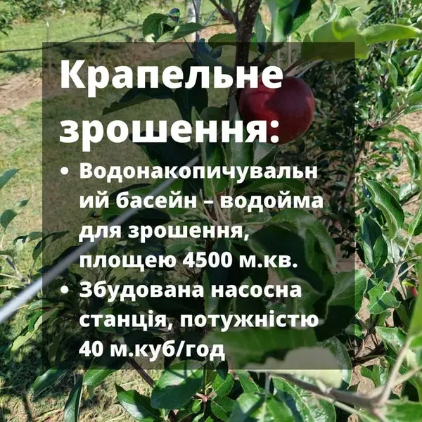 Під Луцьком продають яблуневий сад за майже 1 млн доларів
