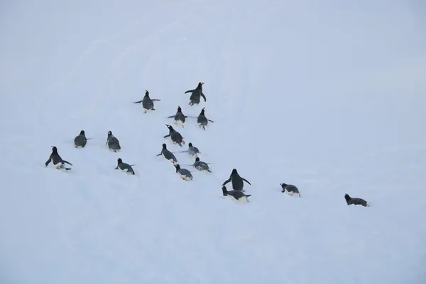 «Неочікувані гості»: полярники показали субантарктичних пінгвінів біля станції «Вернадського»