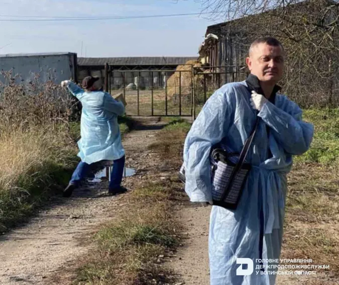 У Володимирському районі розкидали 28 тисяч приманок для лисиць