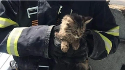 У Луцьку рятувальники витягнули з пастки кошеня (фото)