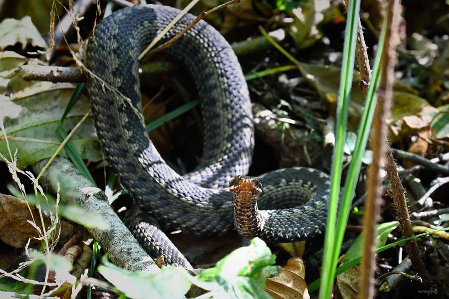 Отруйна змія позувала для луцького фотографа (фото)