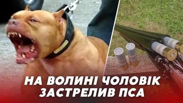 У Луцькому районі працівник психлікарні застрелив собаку (відео)