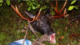 На Волині в заповіднику застрелили двох лосів (фото)