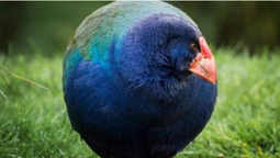 До Нової Зеландії повернули доісторичних птахів такахе (фото)