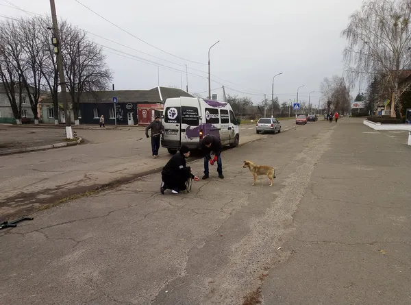 У Старій Вижівці відловили безпритульних собак (фото, відео)