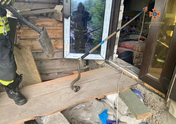 На Волині в будинку ловили вужика (фото)