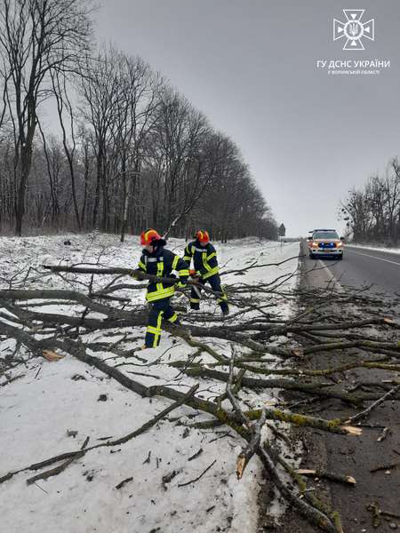 На автодорогу Луцьк – Устилуг впало дерево й ускладнило рух транспорту (фото)