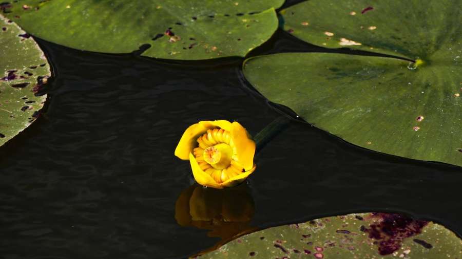 На Шацьких озерах росте найстаріша рослина планети (фото)