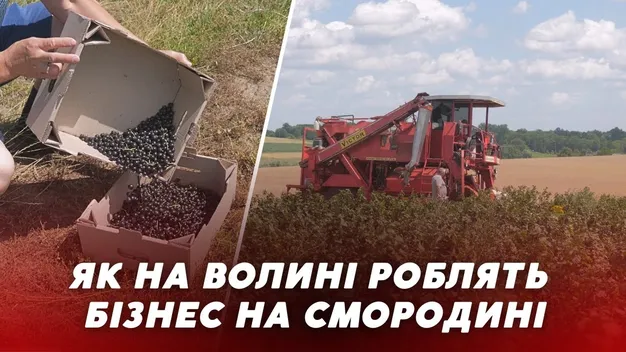 Сім тонн з гектара: як у селі на Волині польське підприємство вирощує смородину  (відео)