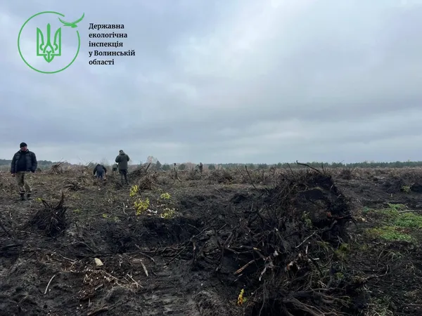Замість лісу – самі пеньки: на Волині зрізали понад 6 тисяч дерев (фото)