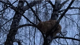 ДСНС їхати відмовилася: у Луцьку врятували кота, який 3 дні сидів на дереві (фото)