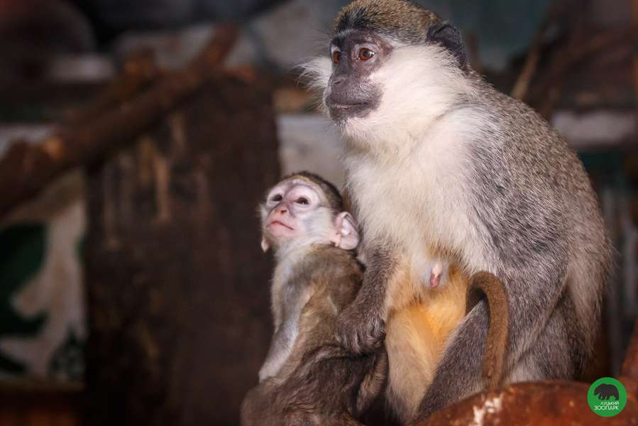 У луцьких мавпочок народилося потомство (фото)