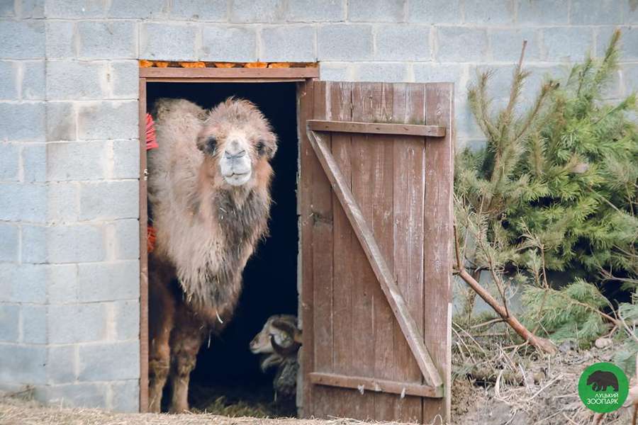 В очікуванні тепла: мешканці Луцького зоопарку проводжають зиму (фото)