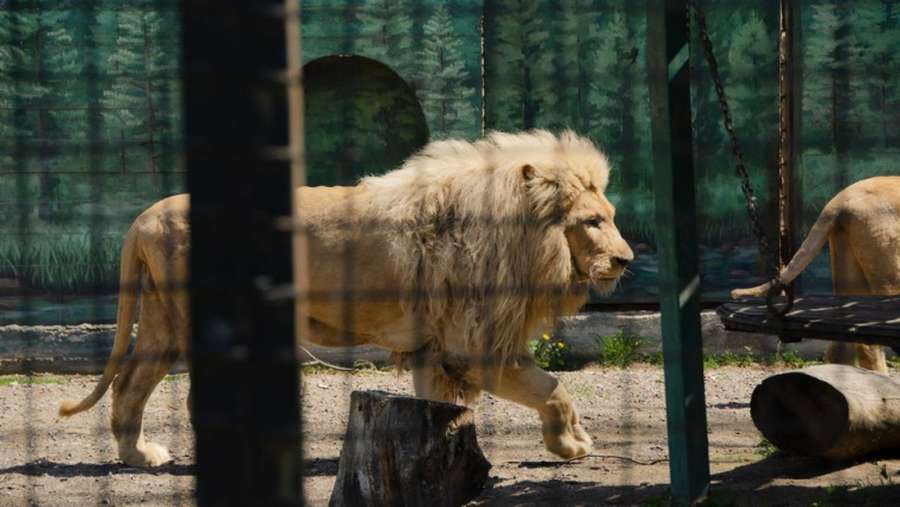 В Одесі харківські леви вперше вийшли на публіку після евакуації (фото)