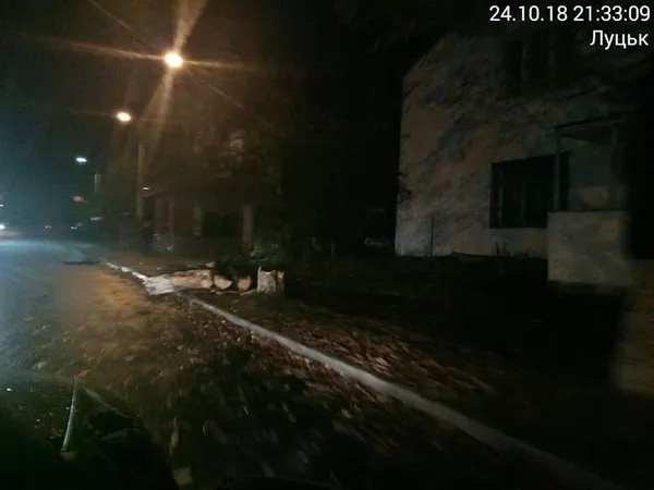 Сильний вітер повалив у Луцьку дерево (фото) 