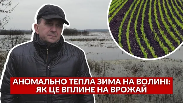 Аномально тепла зима на Волині: як це вплине на врожай (відео)