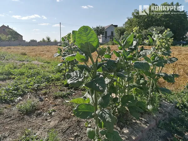Біля Луцька росте тютюн, який виріс з насіння через 20 років
