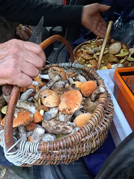 Маслюки й красноголовці: в лісі під Луцьком збирають повні кошики грибів (фото)