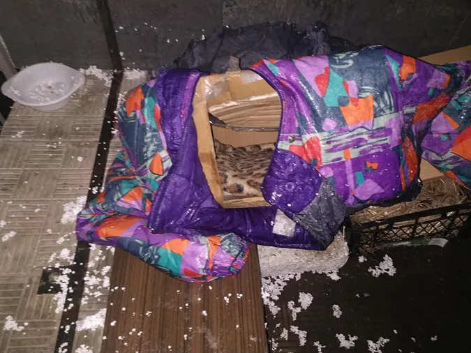 Будинок луцького котика зруйнували у новорічну ніч. Йому шукають новий дім (фото)