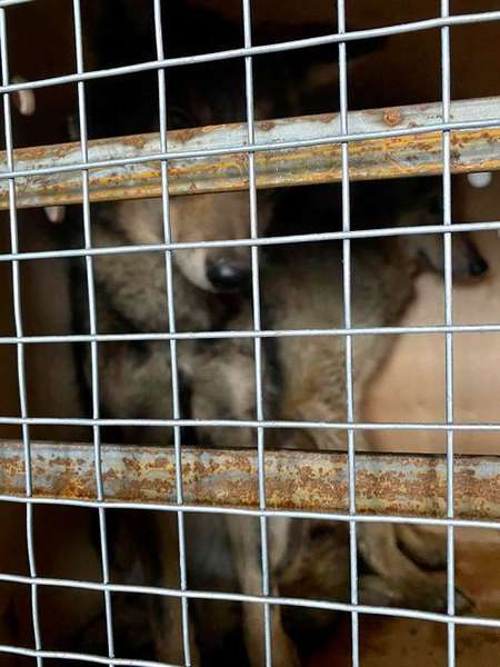 Під виглядом собаки: з України намагались незаконно вивезти вовків (фото, відео)