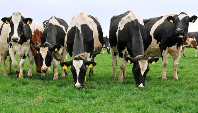 На Волині зменшується кількість корів