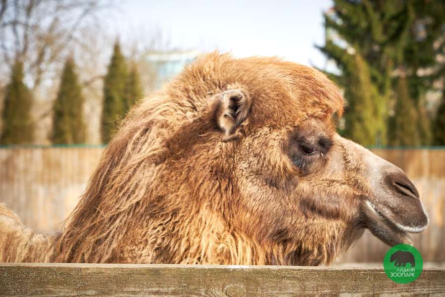 Луцький зоопарк замилував сонячними знімками своїх тваринок (фото)