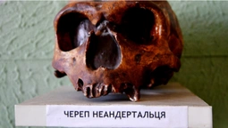 Де в Луцьку подивитися на скарби, зуби мамонта та череп неандертальця (фото)