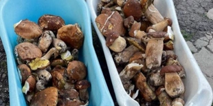На Волині мішками збирають білі гриби: де «рибні» місця (відео)