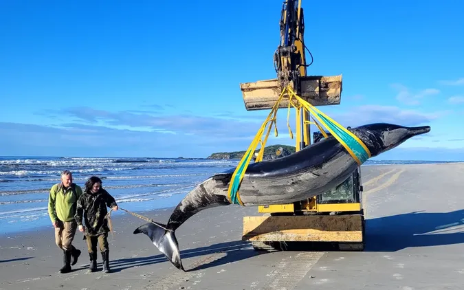Найрідкісніший у світі кит викинувся на пляж Нової Зеландії (фото)