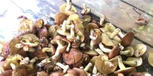 За 20 хв – торба маслюків: розповіли, де на Волині зараз збирають гриби (фото)