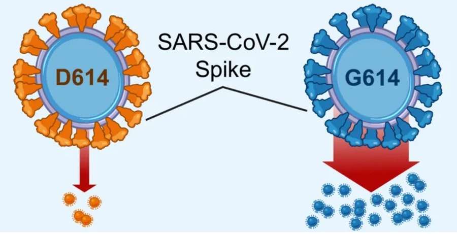 Більш заразний: вчені виявили нову мутацію коронавірусу
