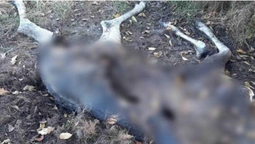 На Волині знайшли мертвою рідкісну тварину (відео)
