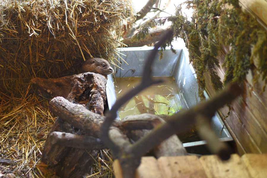 Вода зруйнували дім: у Луцькому зоопарку поселилася видра (фото)